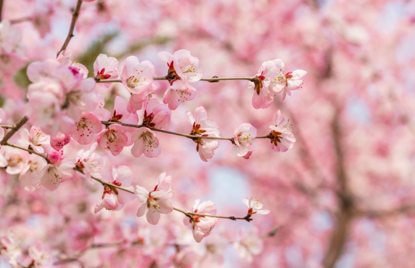 menopausa in Cina una seconda primavera